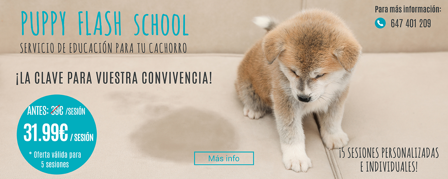 Servicio Puppy Flash School